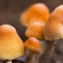 A young colony of wild mushrooms, growing for fabked shroom dwellers, small and hearty. Exposure: ISO 400, f/3.2, 1/50-sec. 